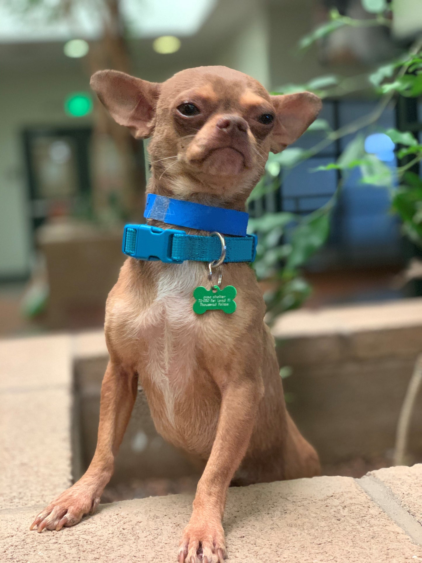 Coachella Valley Animal Campus in Jurupa Valley, 803 | Clear The Shelters 2022 image