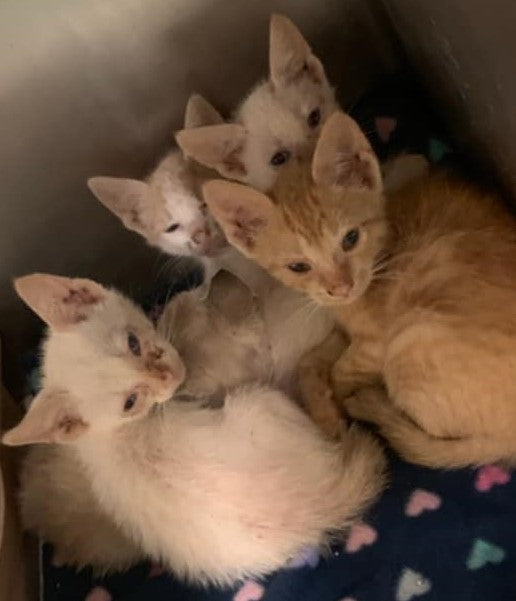St Francis Animal Sanctuary in Tylertown, 710 | Clear The Shelters 2022 image