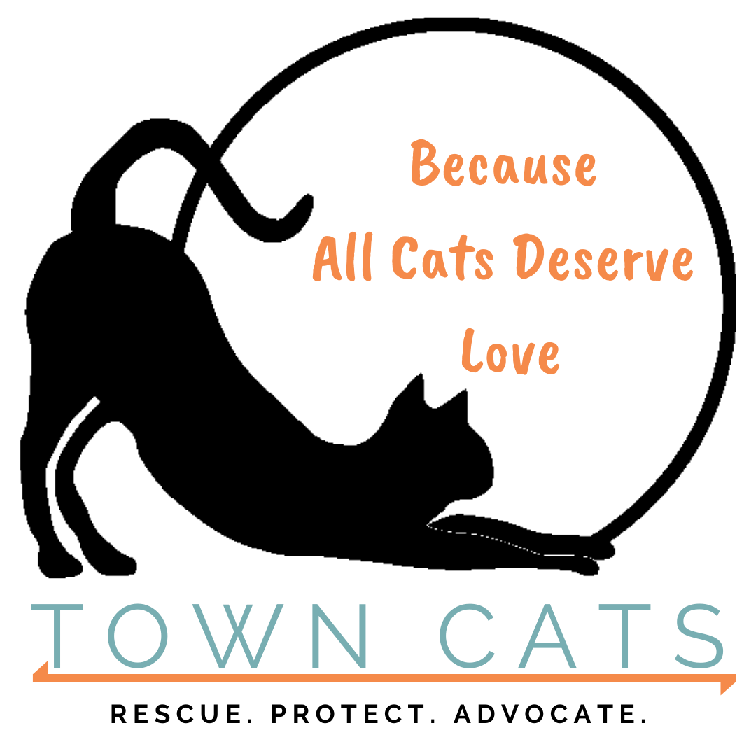 Town Cats in Morgan Hill, CA | Clear The Shelters image