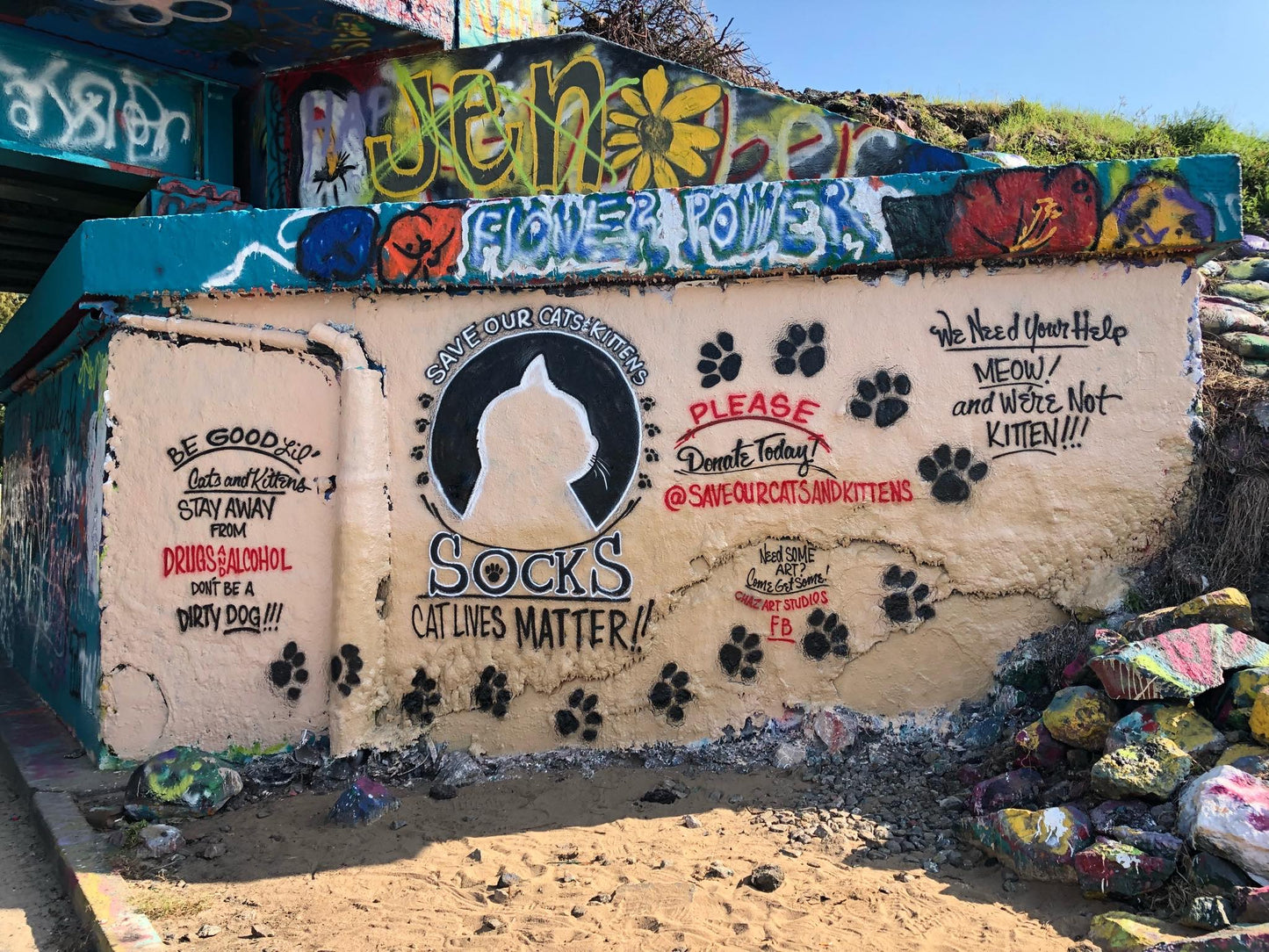 Save Our Cats And Kittens ~ SOCKS in Fort Walton Beach, 686 | Clear The Shelters 2022 image