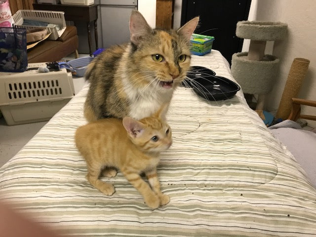 Loma Cat House in Grand Junction, 773 | Clear The Shelters 2022 image