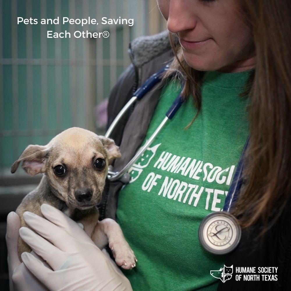 Humane Society of North Texas in Fort Worth, 623 | Clear The Shelters 2022 image