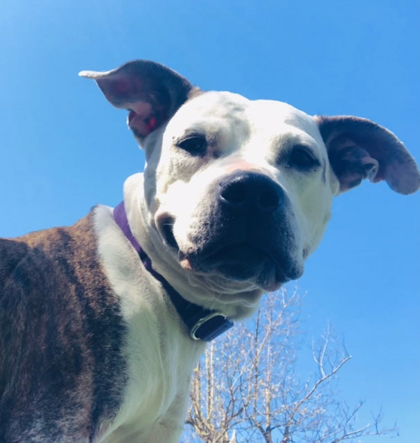 Ramapo-Bergen Animal Refuge in Oakland, NJ | Clear The Shelters image