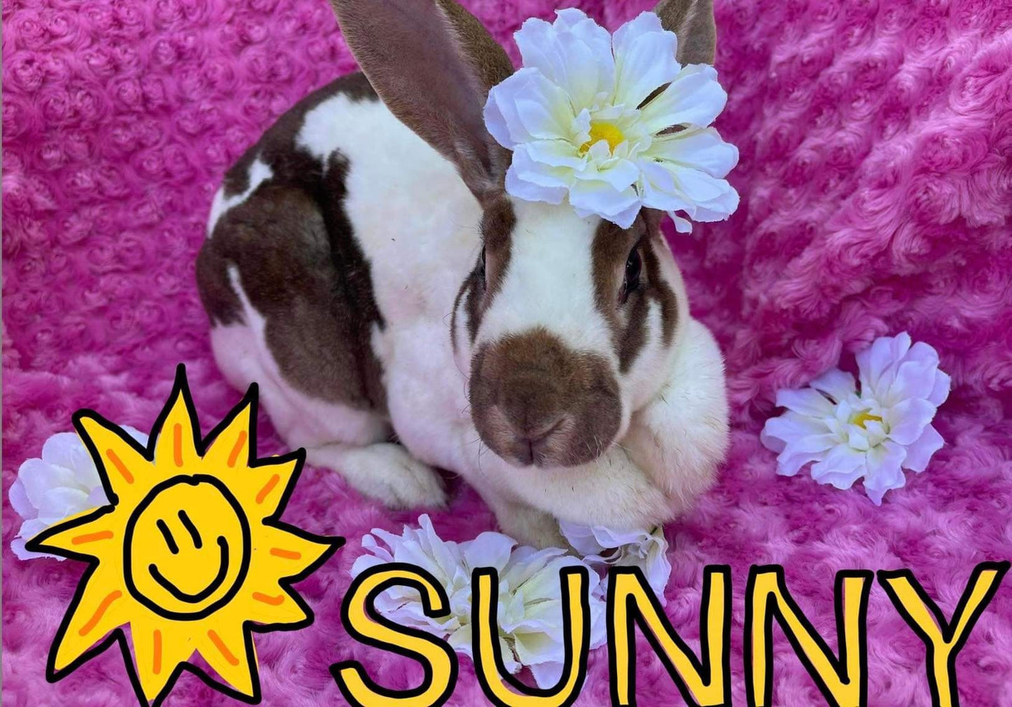 Save A Bun Rabbit Rescue in Nampa, 757 | Clear The Shelters 2022 image