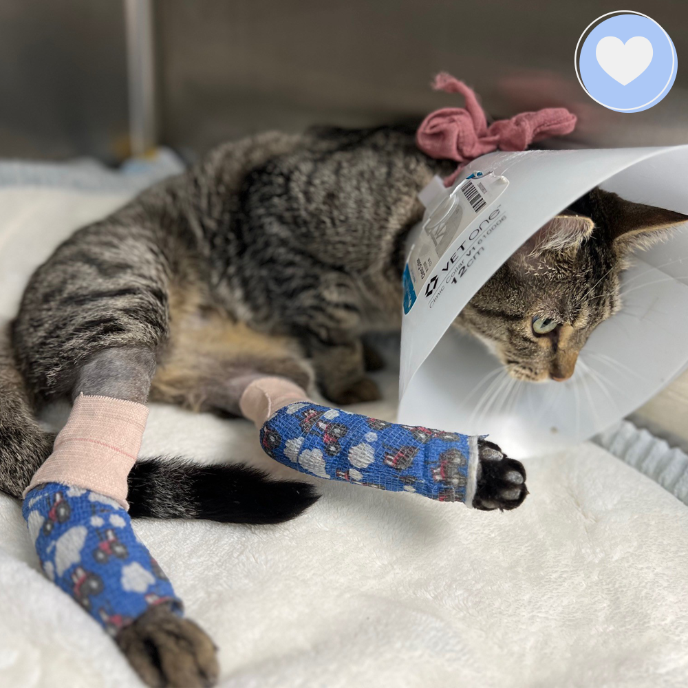 Give Mercury the Chance to Walk Again - $5 Level