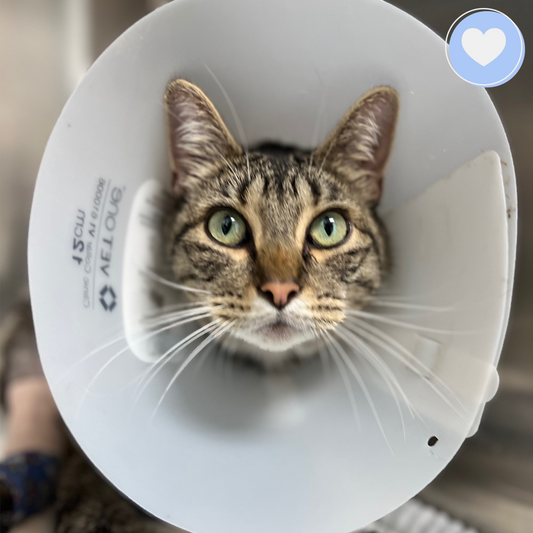 Give Mercury the Chance to Walk Again - $5 Level