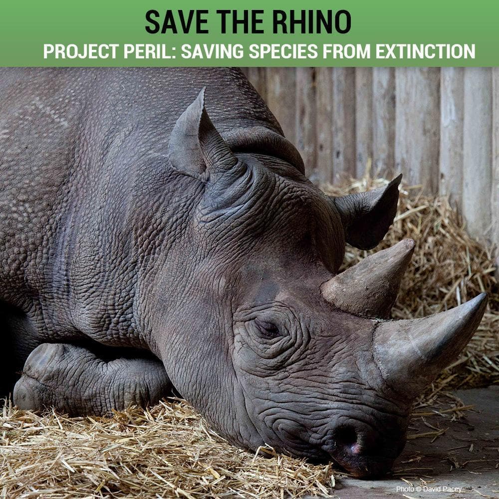 Donation - Project Peril: Help Save The Rhino