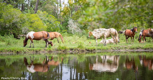 Assateague Wild Horse Herd Definitively Proven to Be of Spanish Decent