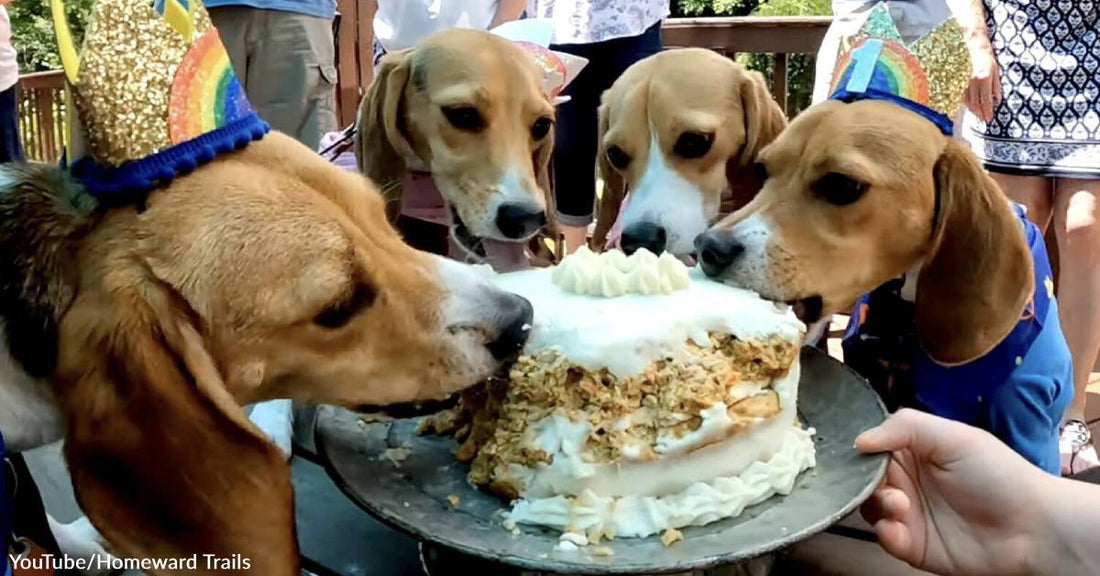 Four Lab Beagles Reunited for Celebration of Freedom Anniversary Party