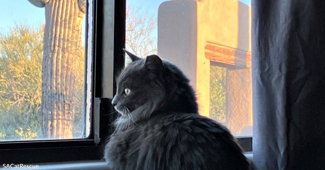 Calling All Cat Lovers: Floofy Feline Bleu is the All Around Perfect Kitty