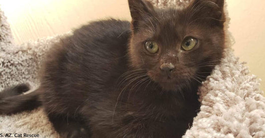 Three-Month-Old Rescue Kitten Named Brie Would Like to Be Your New Fur Baby