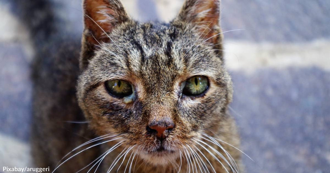 Unused COVID Meds Meant for Humans Earmarked for Cats in Cyprus as Thousands Die