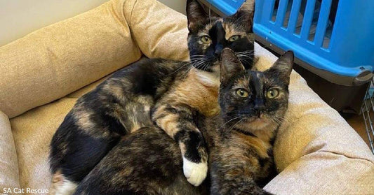 These Bonded Beauties Would Simply Adore a Home Together