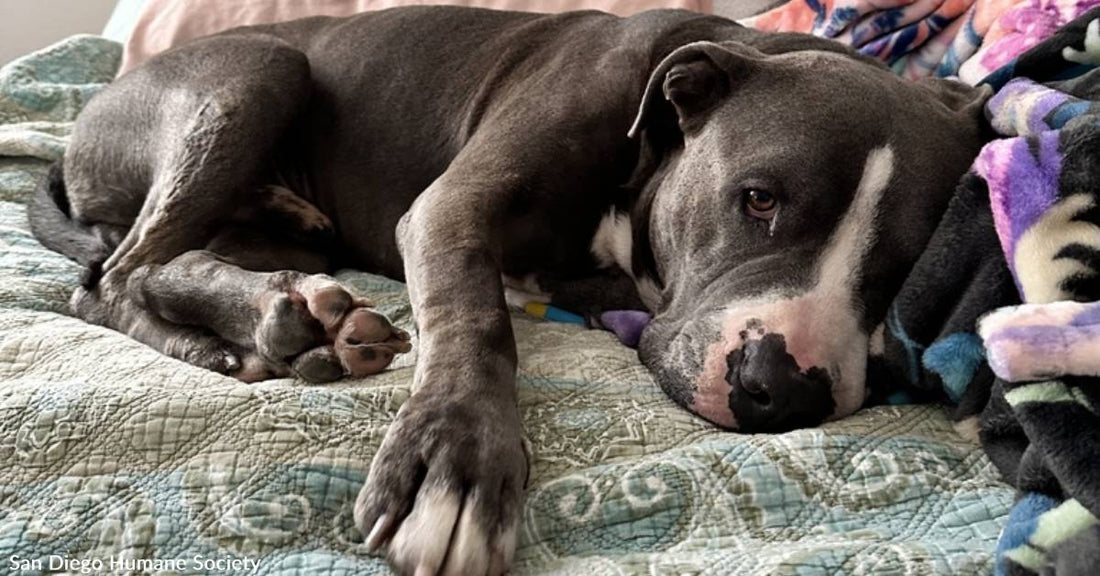 A True Gentle Giant, Adoptable Cue Just Wants to Be Loved