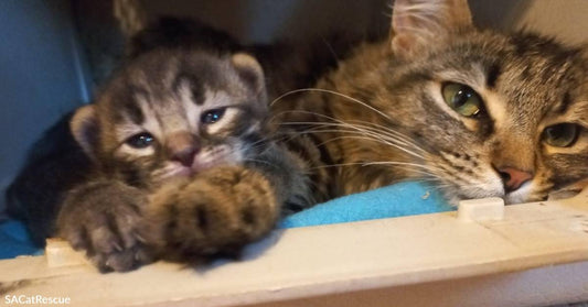 Sweet Young Cat Rescued from Streets is Through with Mothering &amp; Wants a Human Family Now