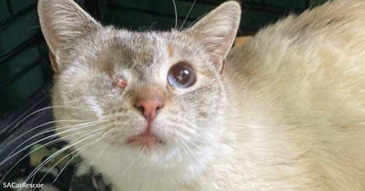 Young Rescue Kitty Genya Has Had a Rough Start to Life but You Can Make it Better