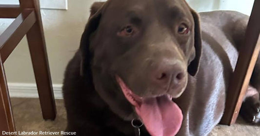 GusGus, the Handsomest Chocolate Lab You'll Ever Meet, is Too Young to Be Homeless