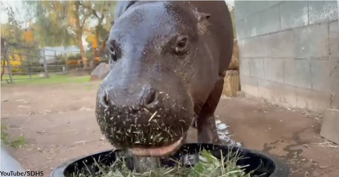 Hippo Therapy? Hannah the Hippo Says "Yes, Please"