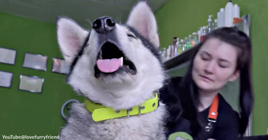 Watch this Rescue Husky Melt at the First Good Brushing She's Had in Forever