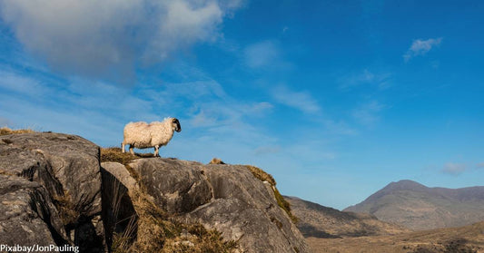 Critically Endangered Native Breeds in Ireland Labeled "Immediate Conservation Concern" May Be Getting Help