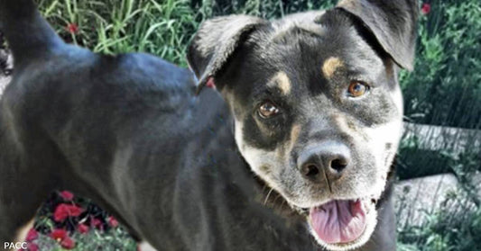 Adoptable Jack is the Adorably Handsome Boy You've Been Waiting For