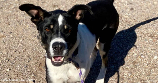 An Unusual Mixed-Breed Rescue Dog Needs a Hiking Buddy Stat!