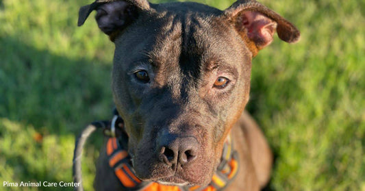 Handsome Boy Not Cut Out for Shelter Life Struggles with Hectic, Overcrowded Environment