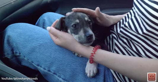 Tiny Puppy in Ukraine Rescued in Overgrown Lot Looks Forward to the Good Life