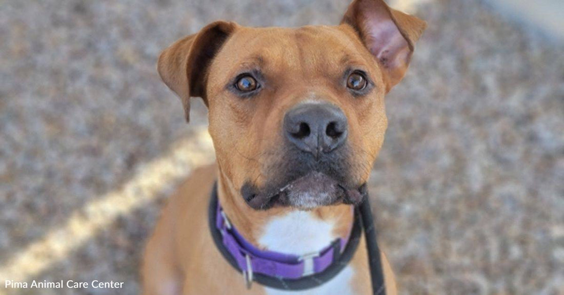 Crazy Cute Special Needs Boxer-Mix Needs Rescuing After Nearly a Year of Shelter Life