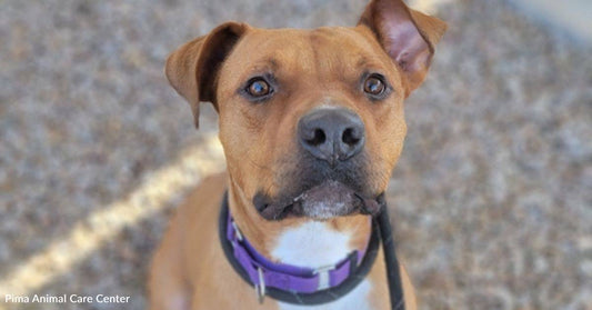 Crazy Cute Special Needs Boxer-Mix Needs Rescuing After Nearly a Year of Shelter Life