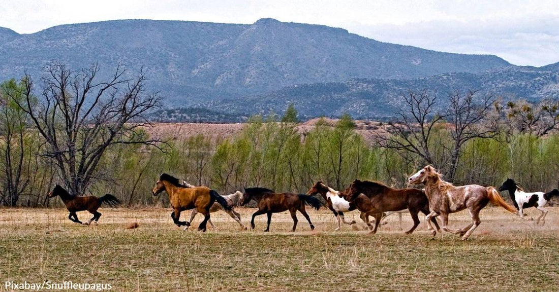 Bipartisan Support in Colorado General Assembly Sets Example for Wild Horse Management