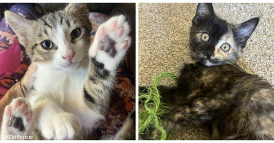 Adoptable Kittens Oreo &amp; Kit Kat are as Sweet as Candy!