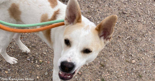 Pauly Wants a Biscuit &amp; a Forever Home, Not a Cracker &amp; a Shoulder to Perch On