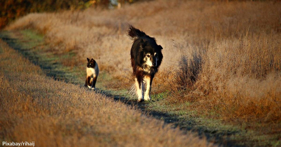 New Facial Recognition App for Finding Lost Pets is Reportedly 99 Percent Accurate