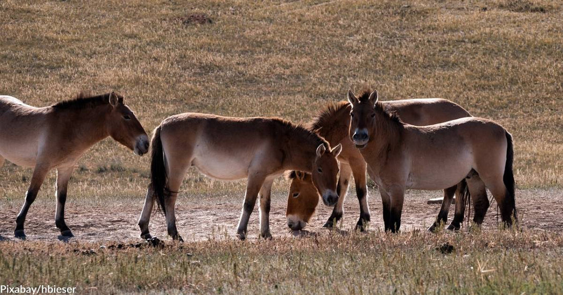 Recent Evidence Points to Neolithic People Riding Horses Earlier Than Previously Thought