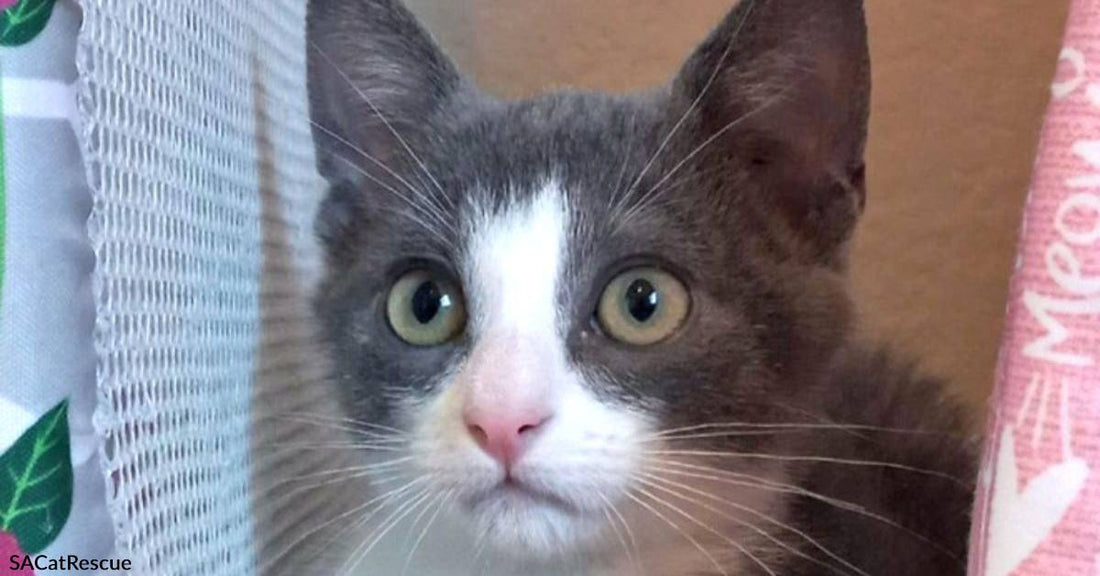 Sweet 7-Month-Old Kitten, Reggie, is a Paws-On Type of Guy Who's Ready for Adoption