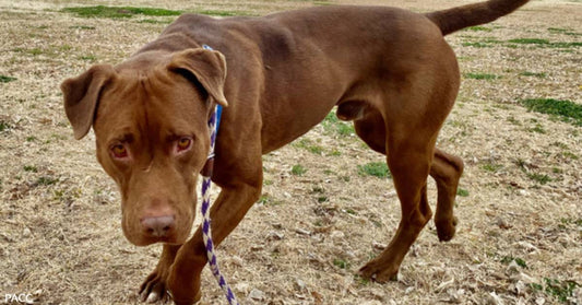 Cuddly Chocolate Pibble, Rocky, is Through Roughing it if You Can Help