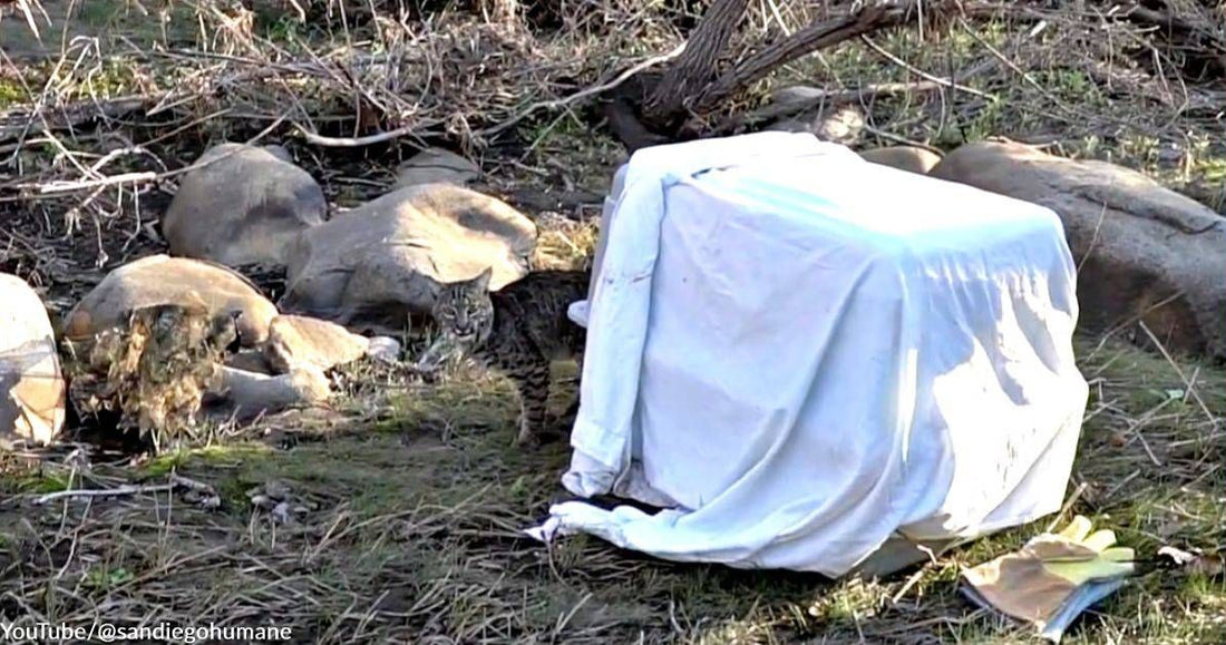 Bobcat Rescued in Southern California Released Back into the Wild After Receiving Treatment