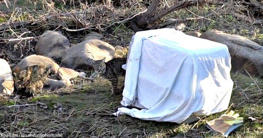 Bobcat Rescued in Southern California Released Back into the Wild After Receiving Treatment