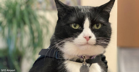 SFO Gets New "Wag Brigade" Member, Duke the Cat