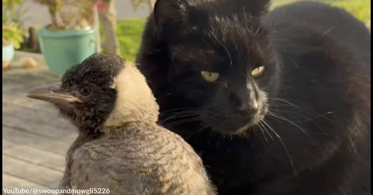 The Story of Swoop and Mowgli:  How a Magpie and a Cat Became Fast Friends