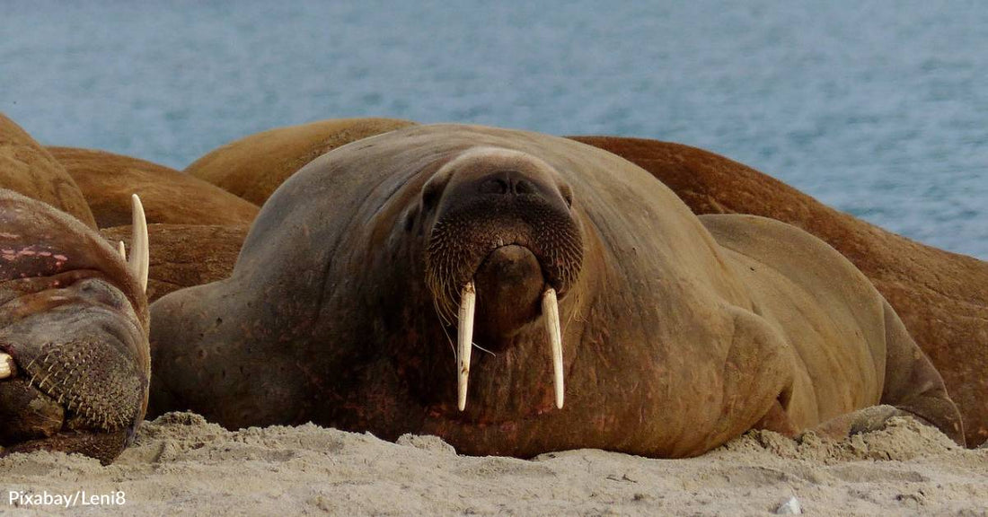 Walrus from Space Detectives Needed for British Antarctic Survey