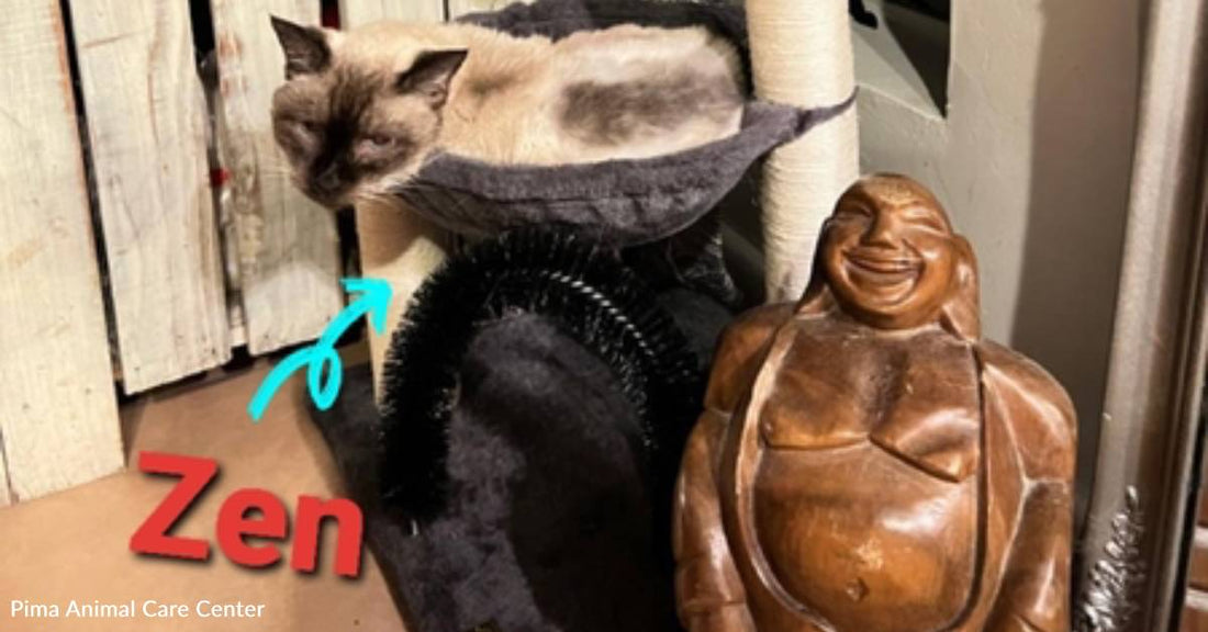 Zen Rescue Cat Looking for Zen Golden Years Home Ready to Retire