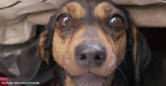 Frightened and Cold, a Dachshund Waits for an Owner Who Doesn't Return, but Happiness is Right Around the Corner