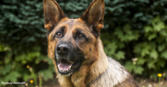 Adopting Retired Police K9s and Military Working Dogs is a Great Way to Honor their Service