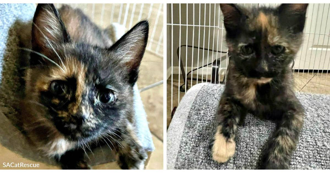 Rescue Kittens Reeces and Snickers are Sweet as Candy but Better for Your Waistline