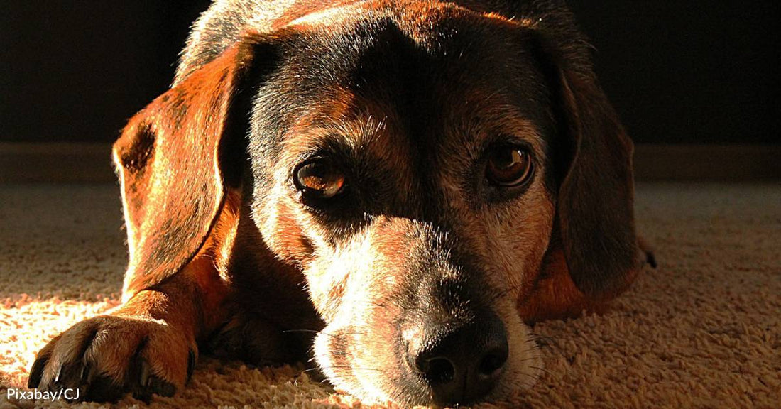 An Anti-Aging Pill is in the Works for Dogs! Could it Eventually Help Us?