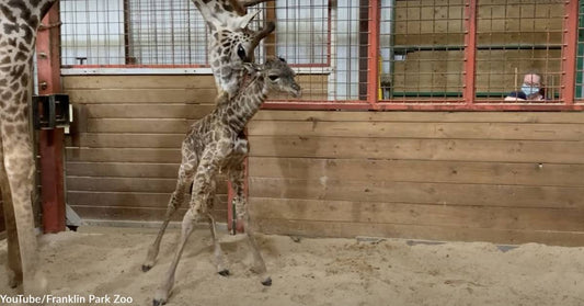 Boston's Franklin Park Zoo Announced the Birth of a Masai Giraffe!