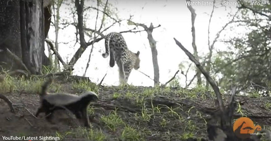 Hell Hath No Furry Like a Mother Defending Her Young: Angry Badger Launches on Leopard