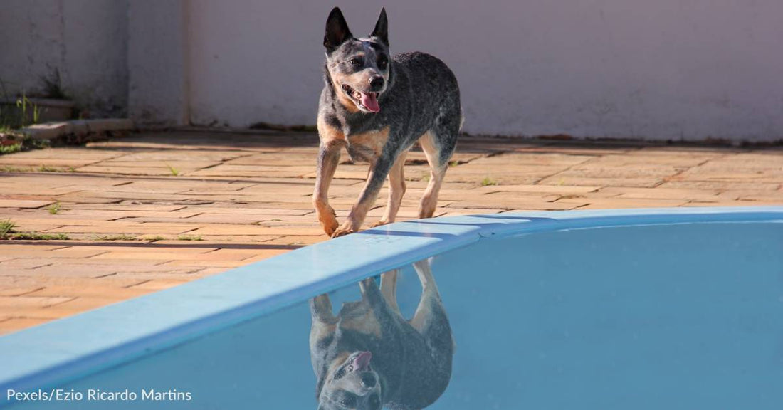 Australian Cattle Dog in Mass. Turns Out to Be One Heck of a Batter